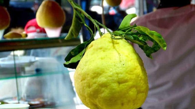 Limoncello Zitronenlikör aus Italien