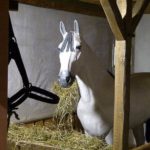 MoritzburgAusstellungAschenbrödelBild