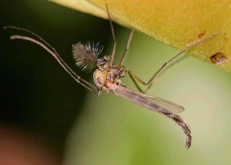 Mücke Insekt