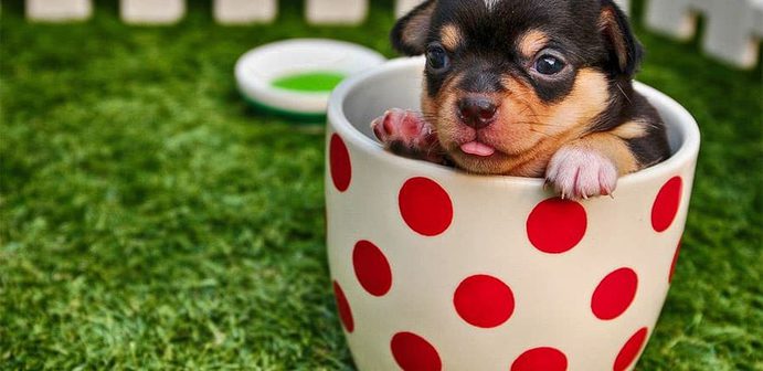 Online Hundetraining Test Online Hundetraining Test