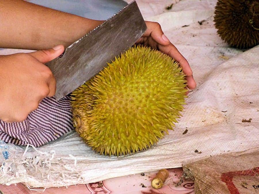 Durian Frucht auf Tioman wird mit dem Hackmesser geöffnet