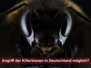 Anfriff der Killerbienen in Deutschland