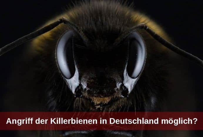 Killerbienen