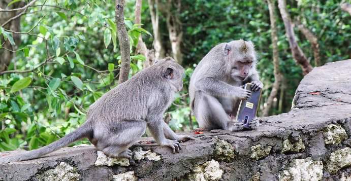 Affen mit Handy in Bali