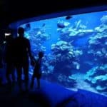 Aquarium Palma de Mallorca