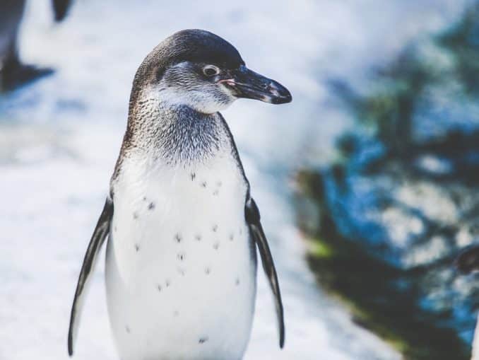PINGUIN PINGUIN