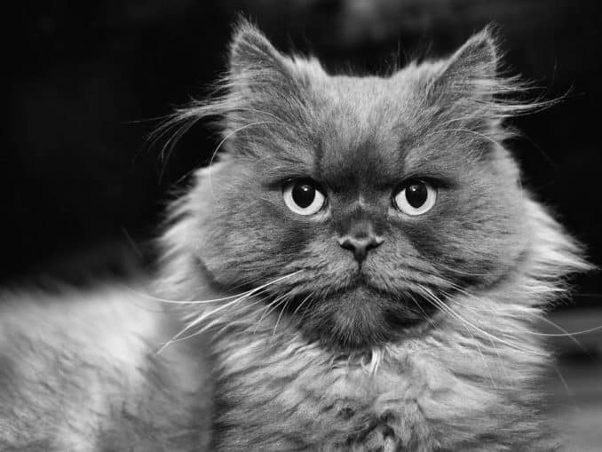 Foto Challenge im Online Marketing einsetzen