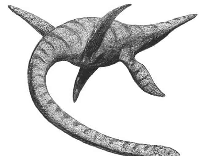 Plesiosaurus dolichodeirus drawing by Adam Stuart Smith