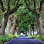 Allee Bäume auf Rügen