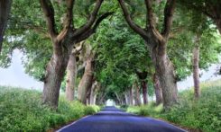 Allee Bäume auf Rügen ruegen allee