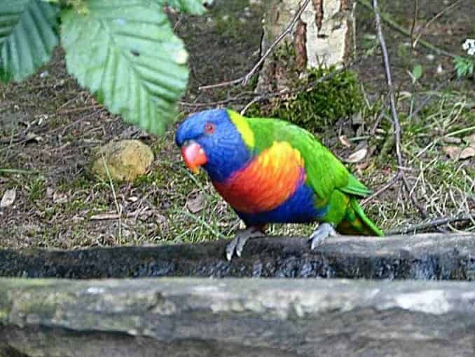 Vogel Papagei Vogelpark Marlow