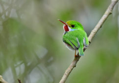 Vielfarbentodi-Bild-2-1 Vielfarbentodi Bild 2 1