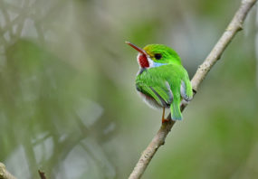 Vielfarbentodi-Bild-2-1 Vielfarbentodi Bild 2 1