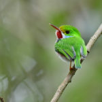 Vielfarbentodi Bild 2