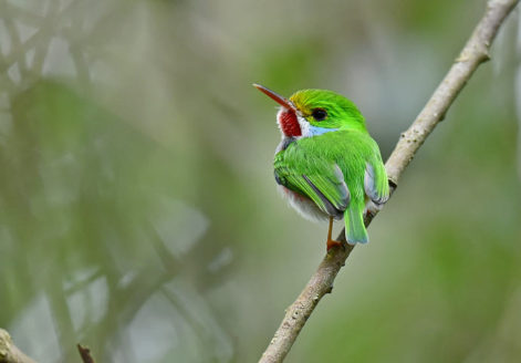 Vielfarbentodi Bild 2