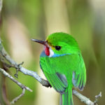 Vielfarbentodi Bild 5 1