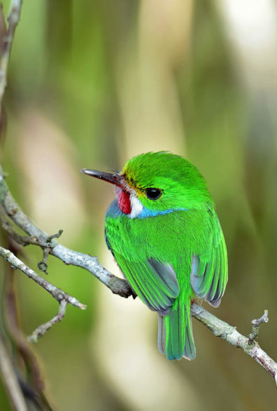 Vielfarbentodi-Bild-5-1 Vielfarbentodi Bild 5 1