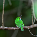 Vielfarbentodi Bild 5