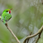 Vielfarbentodi Bild 6