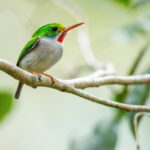 Vielfarbentodi Bild 7