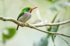 Cuban Tody, Todus multicolor, an endemic species of Cuba Vielfarbentodi Bild 7