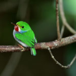 Vielfarbentodie Bild 3