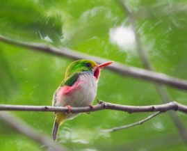 vielfarbentodi-2 vielfarbentodi 2