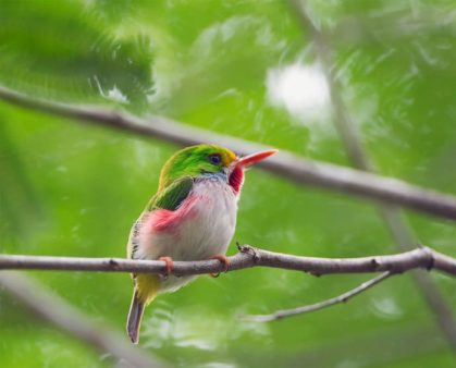 vielfarbentodi-2 vielfarbentodi 2