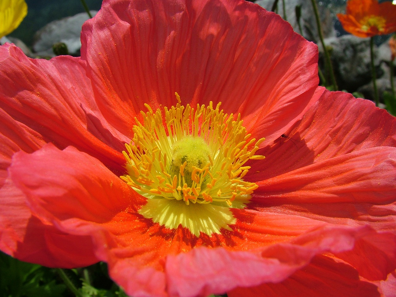 Idyllische Gartengestaltung Welche Blumen blühen das ganze Jahr?