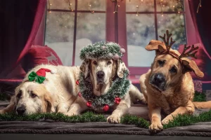 Geschenke für Hunde zu Weihnachten