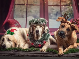 Geschenke für Hunde zu Weihnachten
