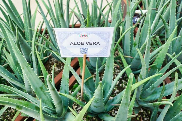 Aloe Vera Anbau