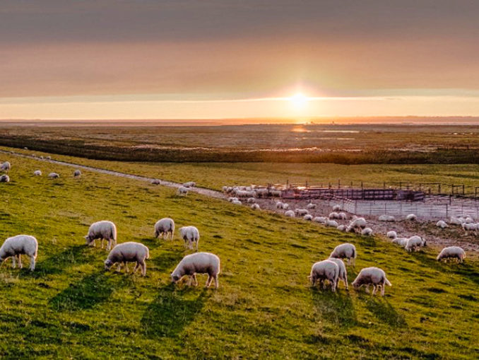 Ostfriesischen Inseln