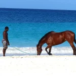 Pferde in Barbados