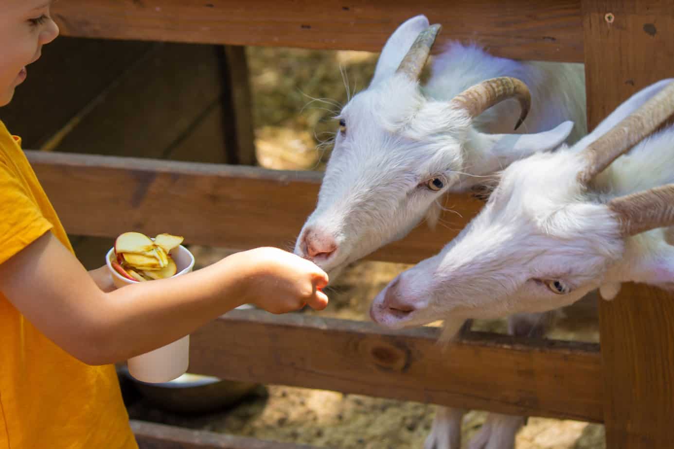 Junge füttert Tiere auf dem Bauernhof