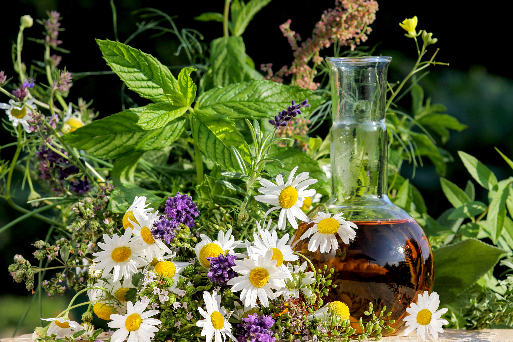Heilpflanzen für den Garten ☀️ heuteerlebt.de