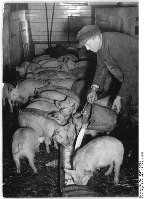 Schweineaufzucht in der DDR 