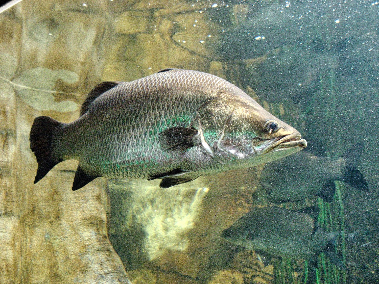 Barramundi Herkunft, Verbreitung und Rezepte ☀️ heuteerlebt.de