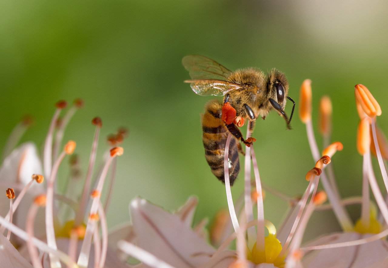 Biene bei der Bestäubung