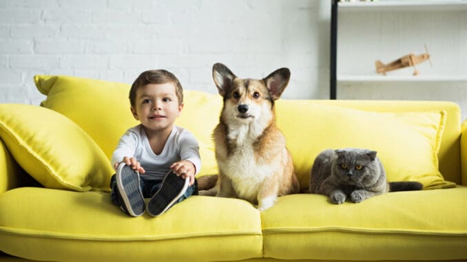 Tierkommunikation mit Hund und Katze