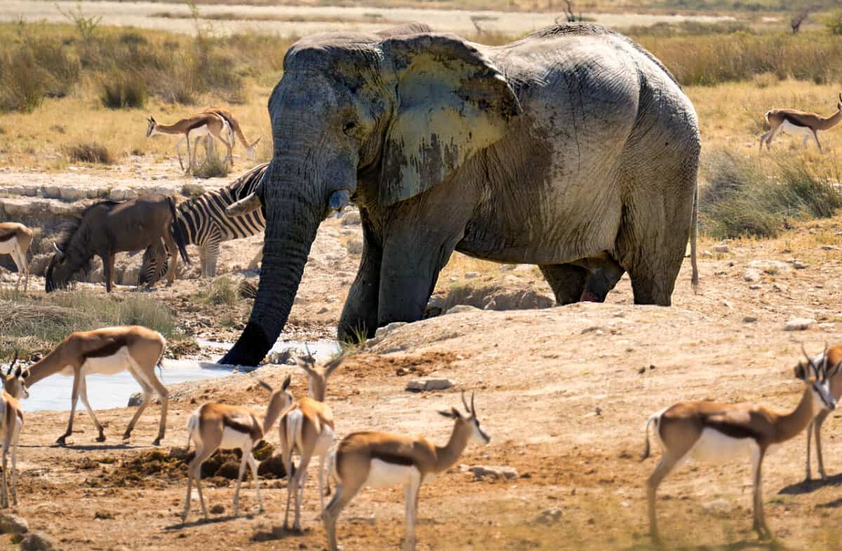 Die wilde Tierwelt Namibias verspricht majestätische Begegnungen im Etosha-Nationalpark.