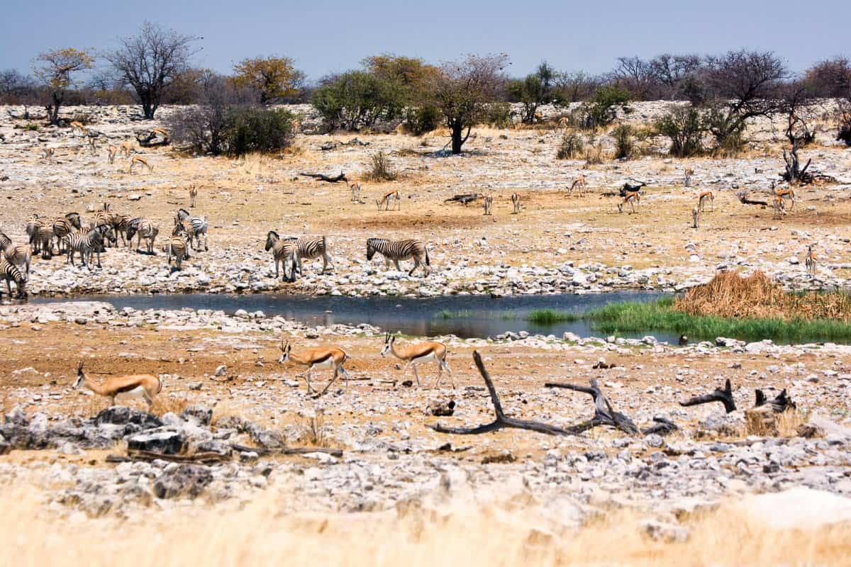 Wasserloch im Etosha-Nationalpark 