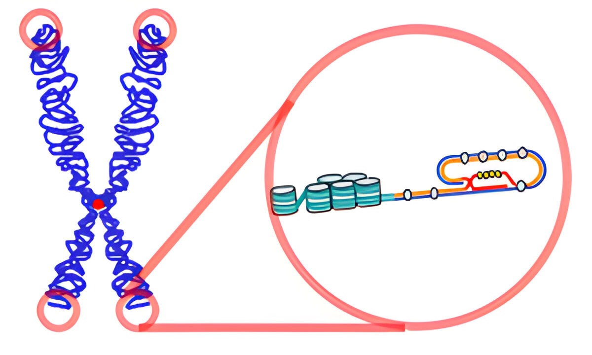 Telomere Skizze