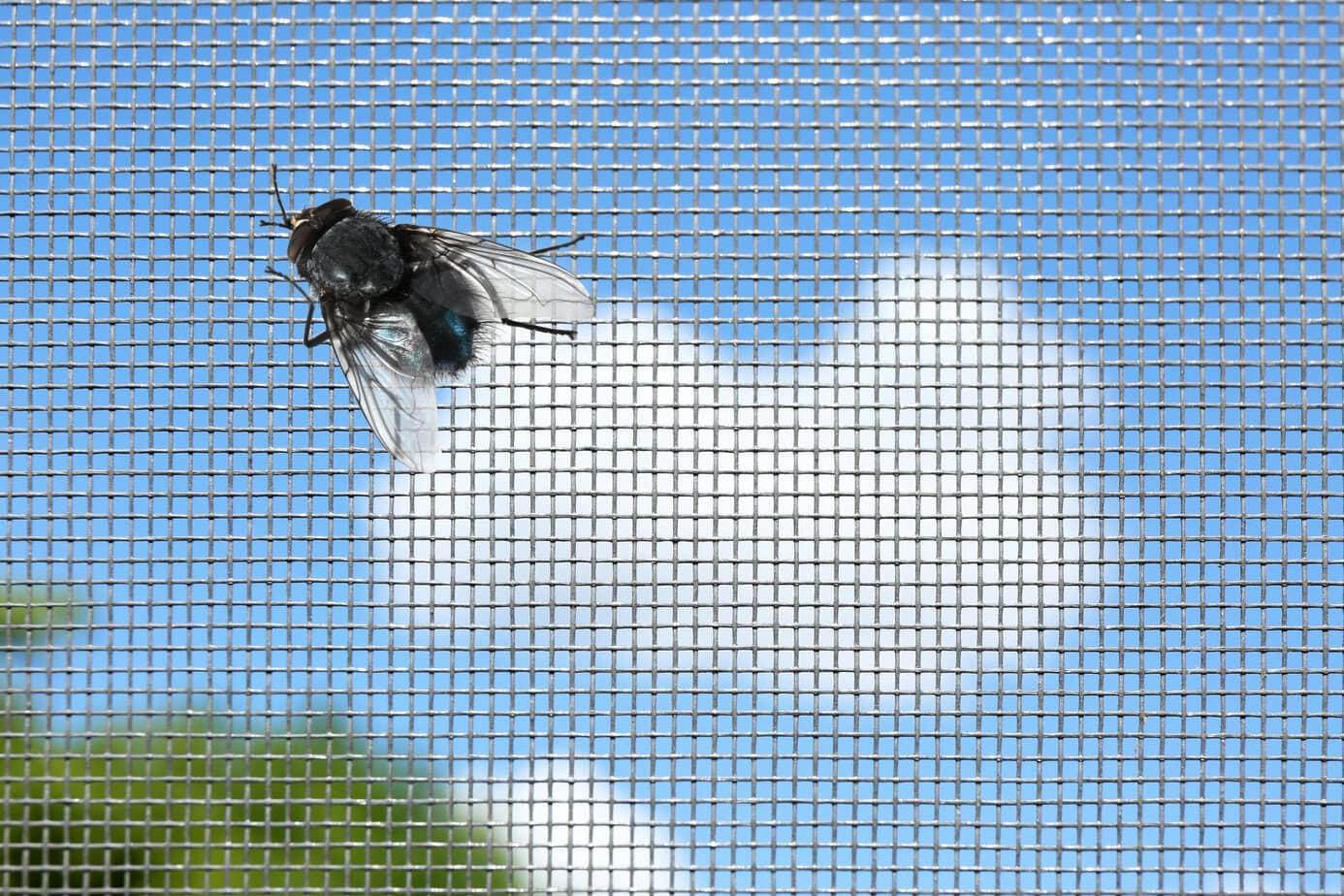 Zecken und Mücken – Schutz für Kinder Fliegengitter